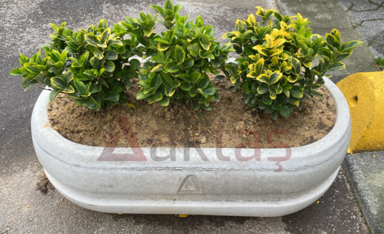 Oval Beton Saksı Gri 100x50x40 cm