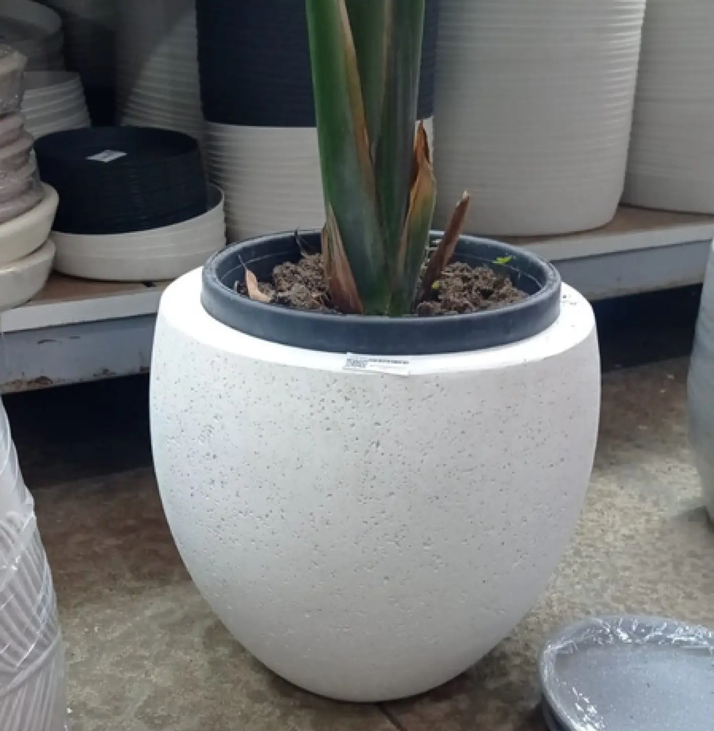 Büyük Beton Saksılar